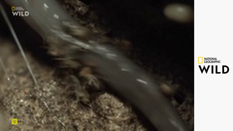 Nejdivnější zvířata Jižní Ameriky S1E2 - Země obrů a zakrslíků