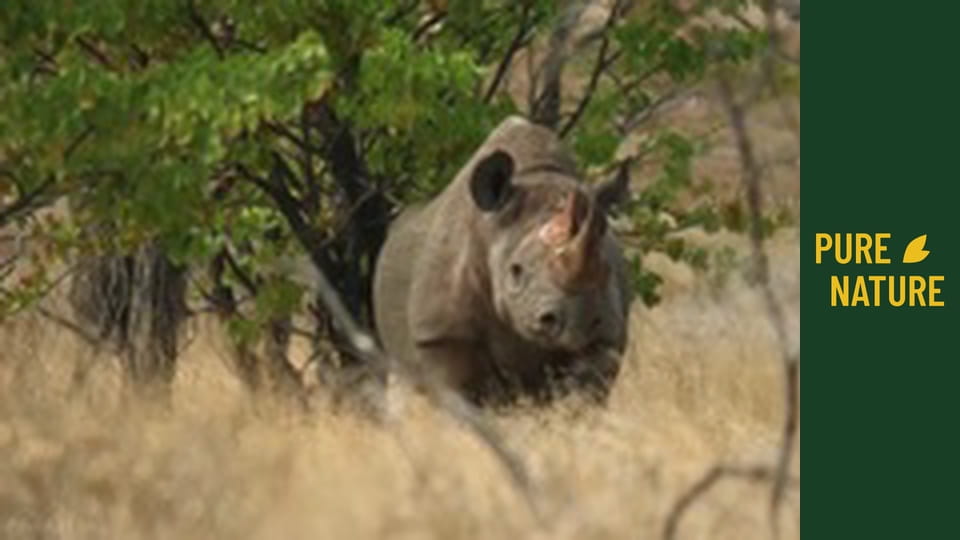 Africká divočina: Nosorožci a hroši