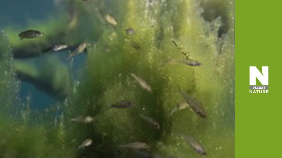 Дика Бельгія - Водний світ