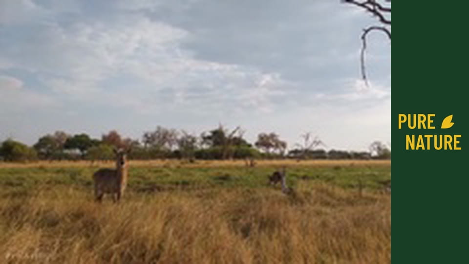 Dzikie zwierzęta Afryki: Antylopy afrykańskie