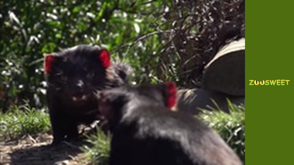 Survival, Season 1, Episode 17