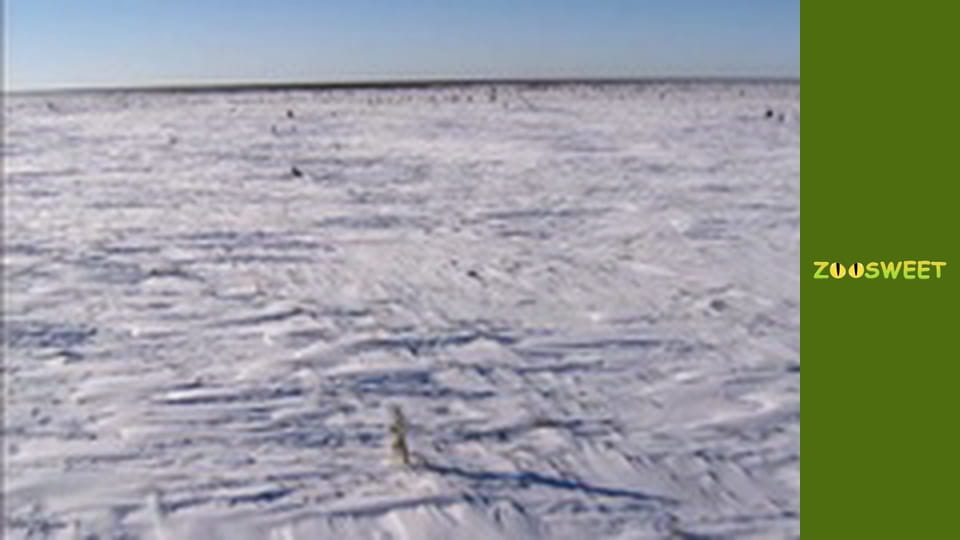 World of the Wild - episode 4