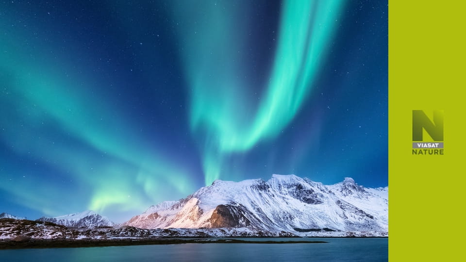 Дика зима S1E1 - Адаптація