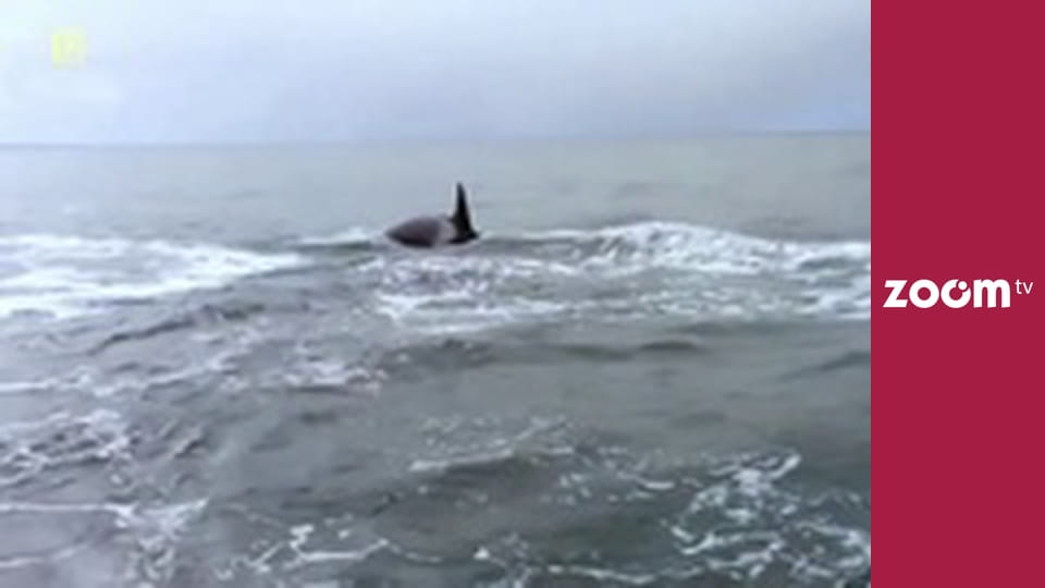 Dzika przyroda na żywo S1E3