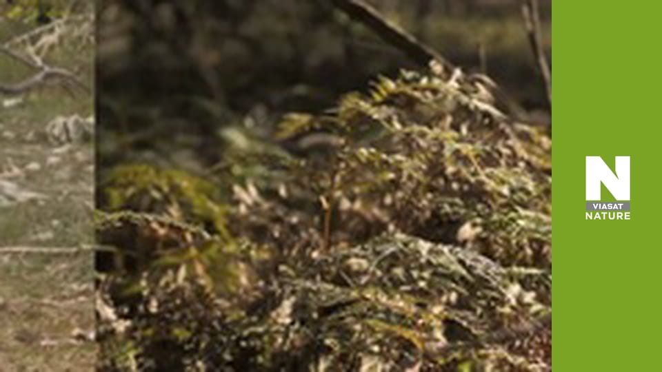 Lost Beasts: Unearthed - Secrets of the Tasmanian Tiger