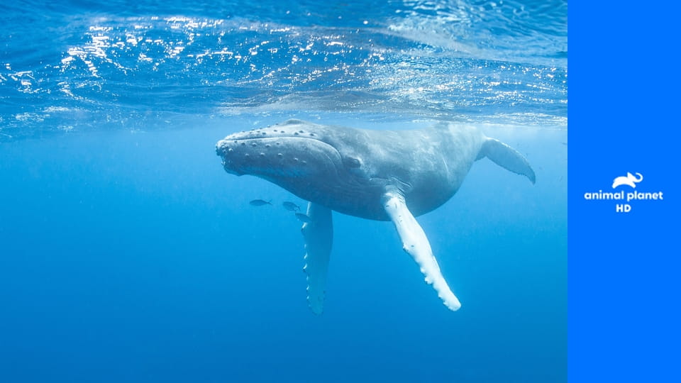 Удивительный мир животных S1E28