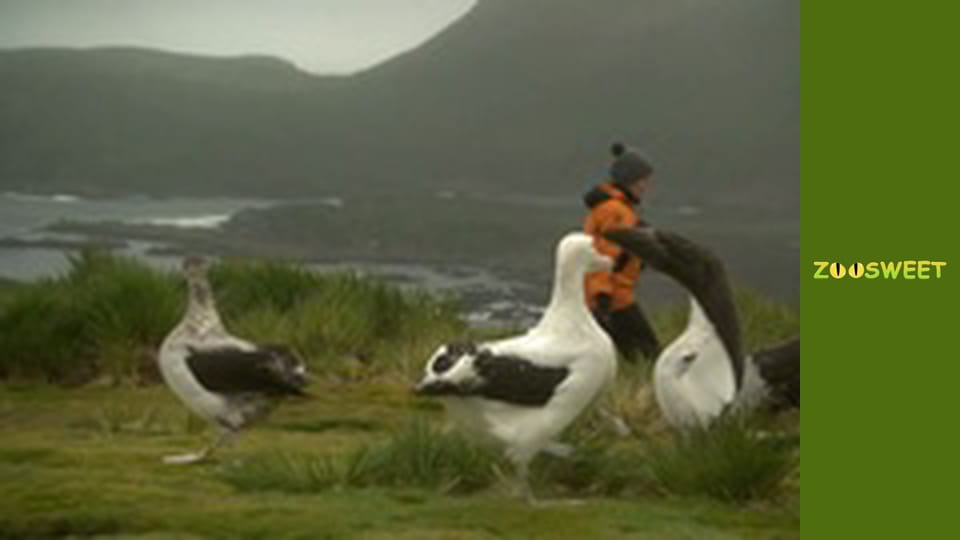 Survival, Season 1, Episode 18