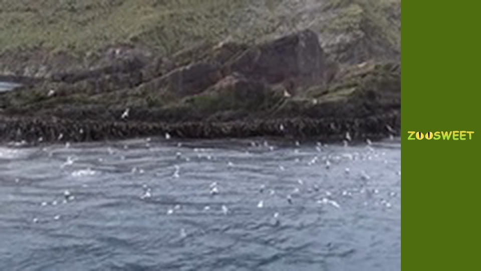 Survival, Season 1, Episode 18