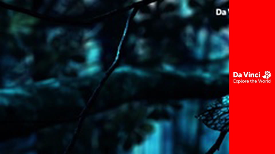 Állatkölykök - Lajhárok