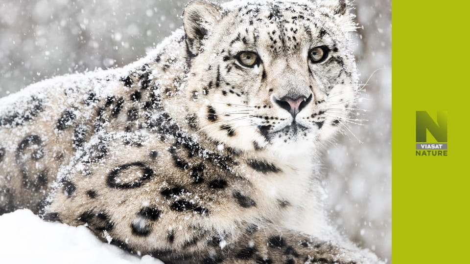 Снігові тварини