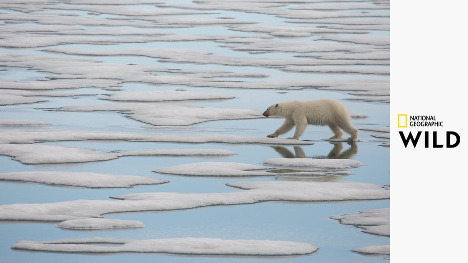 Снежная школа
