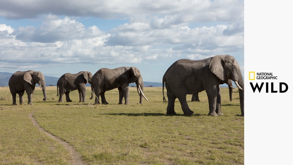 Lwy w koronach drzew