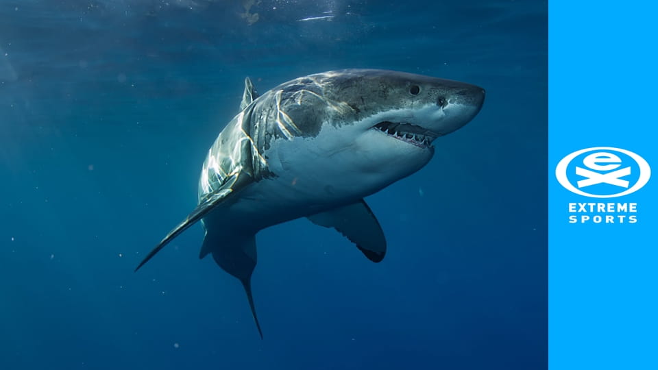 Lumea albastră S6E12 - The Rare Dugongs + Cave Diving