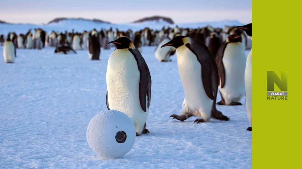 Шпигун у снігу