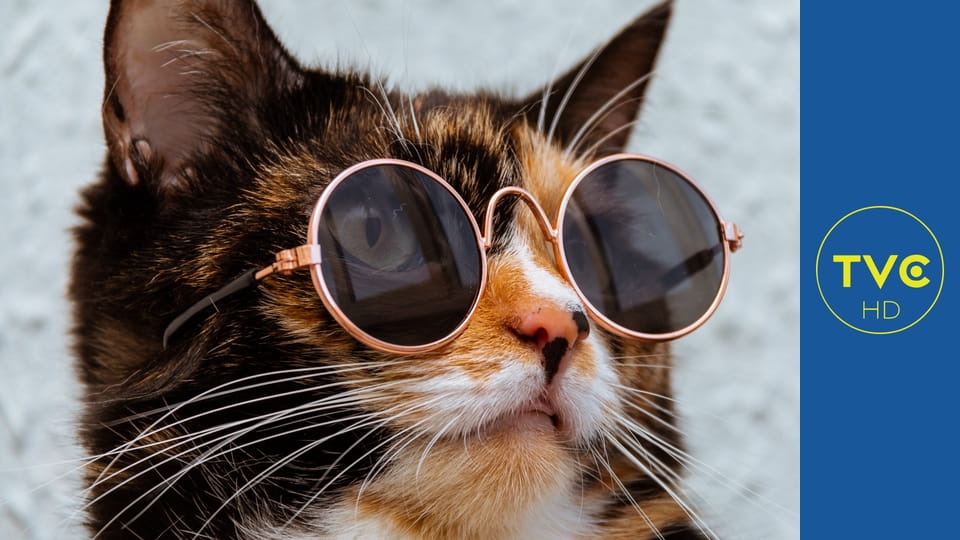 Zakręcone stworzonka z Internetu S1E5