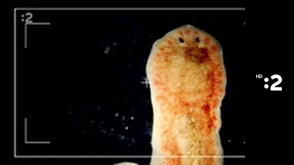 Zázračný miniateliér E106 - Lopta v tekvicovom jazierku