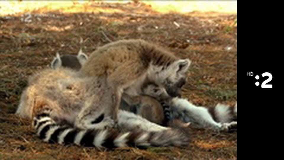 Roma Spirit - nominácie E7 - Kategória Čin roka