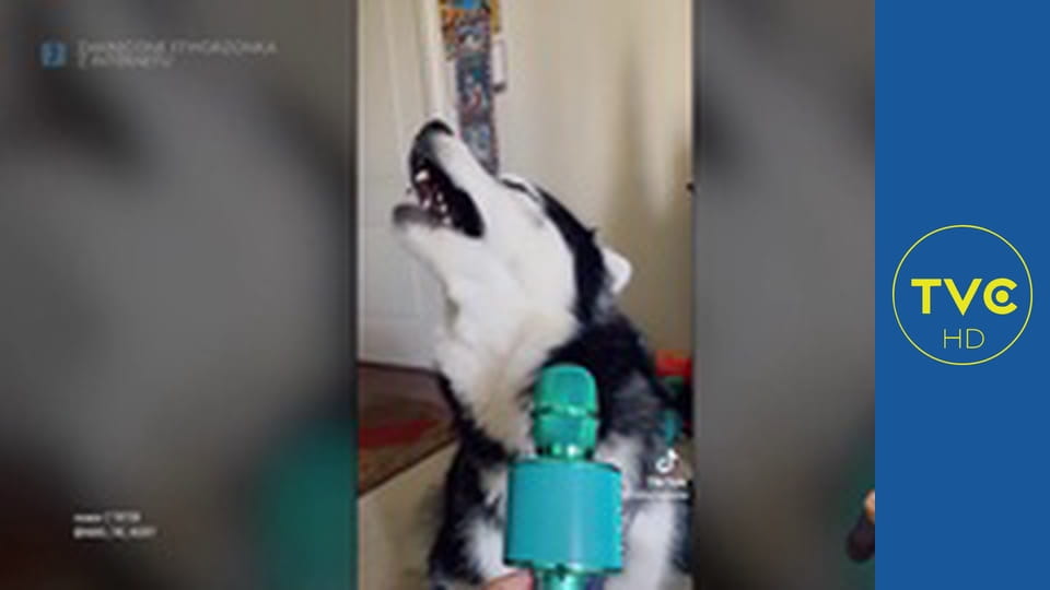 Zakręcone stworzonka z Internetu S1E2