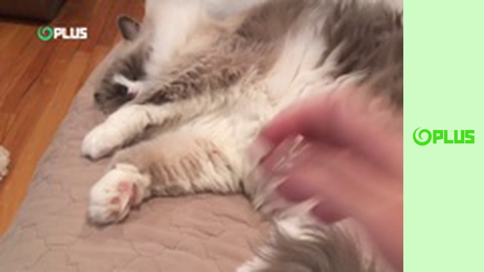 Najlepšie zvieratá na videu