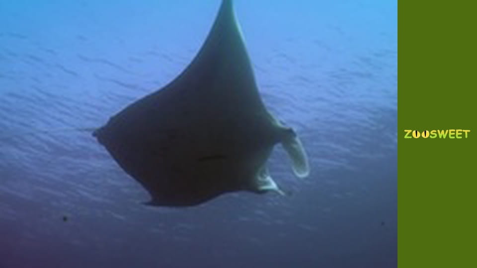 Мир дикой природы - серия 7