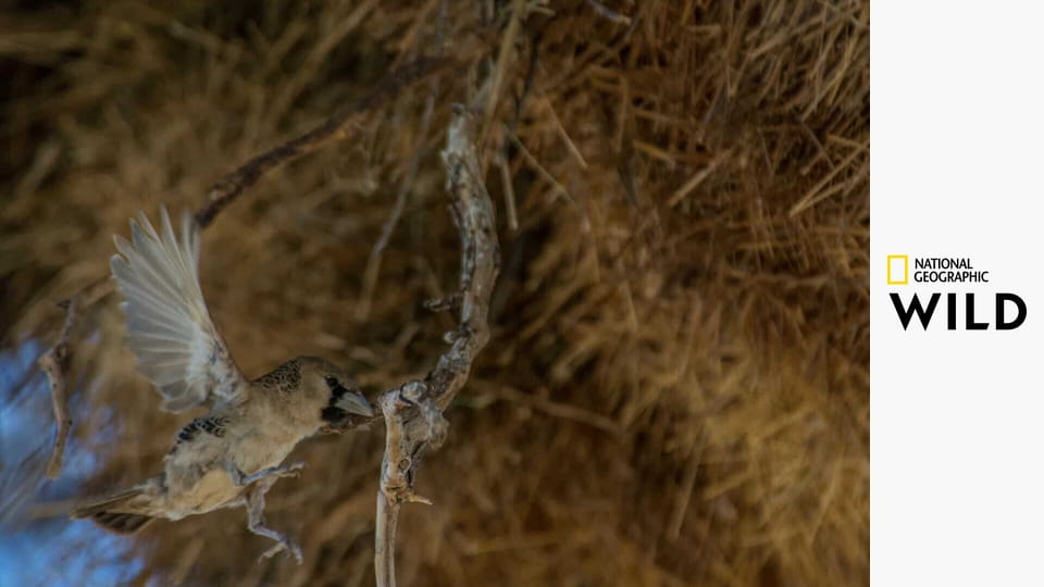 Království afrických predátorů S1E6 - Křovinatý Veld