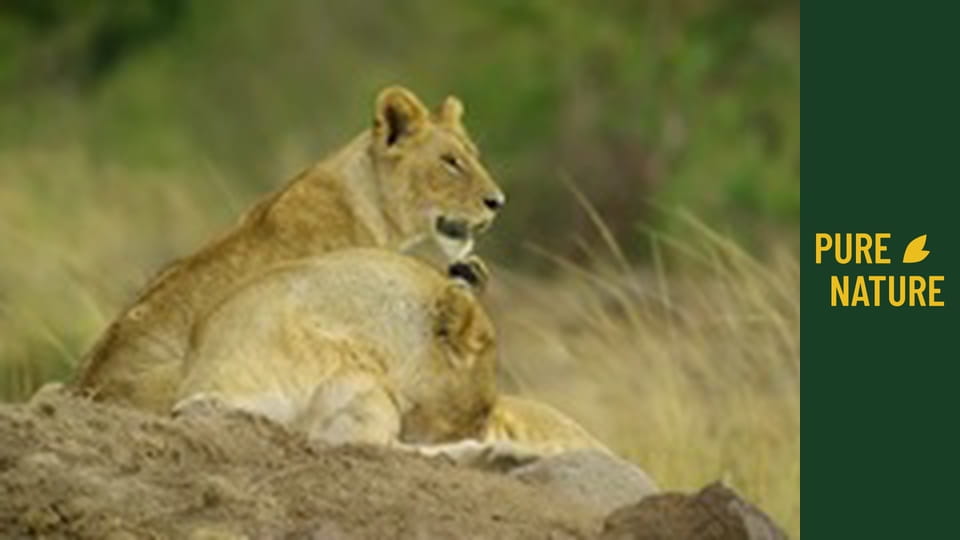 Africká divočina: Velká migrace ze Serengeti do Maasai Mara, Keňa