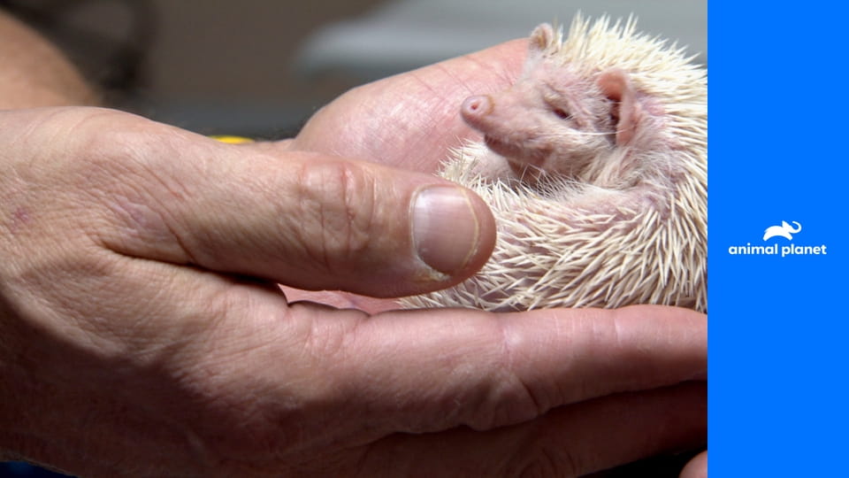 Dr. Jeff: Veterinár zo Skalnatých hôr S1E7 - Pouličný pes