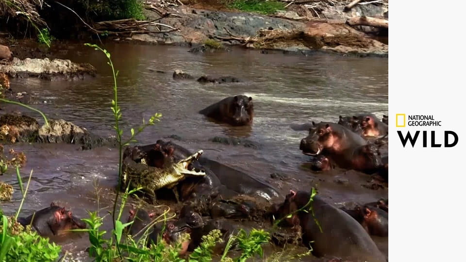 Бегемот против крокодила - City Bites