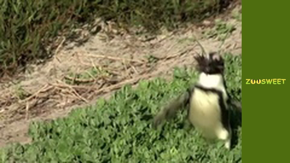 Siaya, Season 1, Episode 10