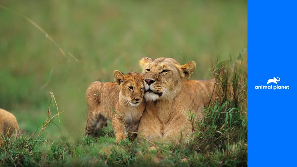 Большие кошки Кении S2E2 - Полоски vs пятна