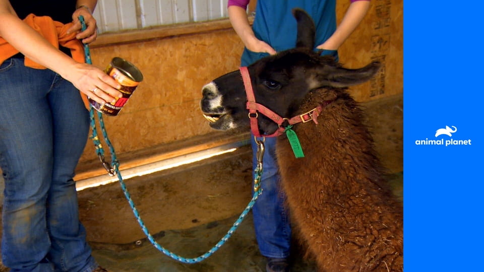 Dr. Jeff: Veterinář ze Skalnatých hor S2E5 - Lví doupě