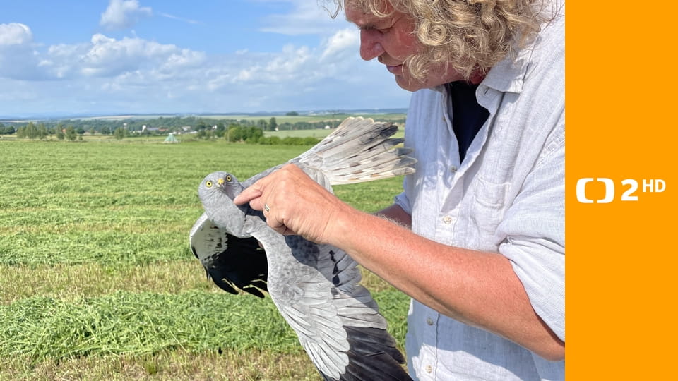 Moták lužní - ten, který létá v polích