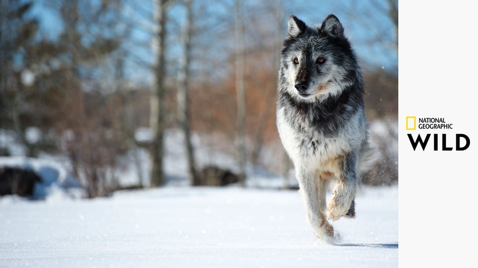 Матриархат S1E1