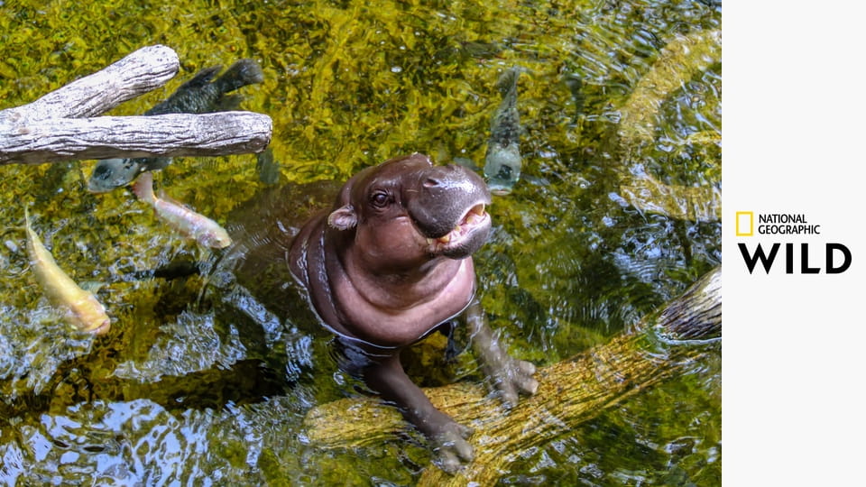 Самая смертоносная подборка в Африке S5E1