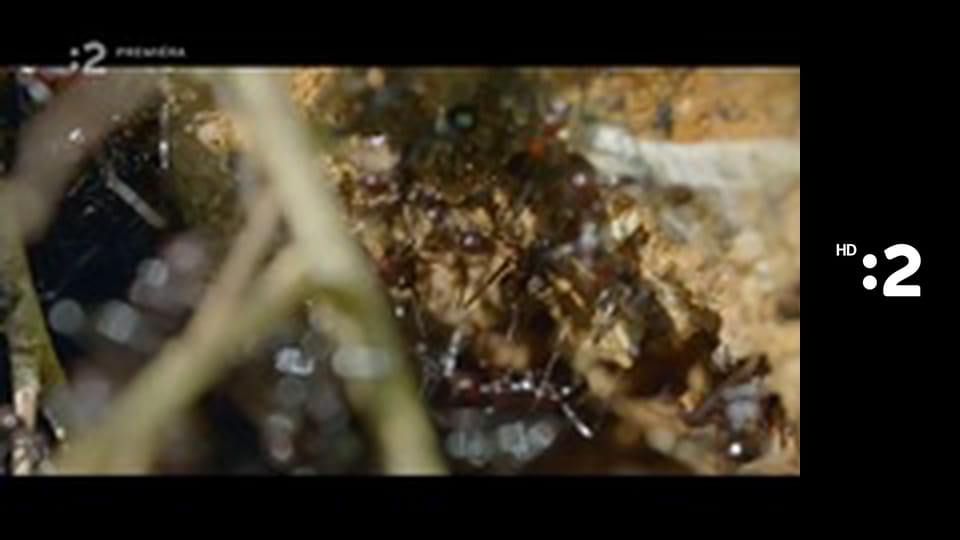 O stromoch a lesoch E5 - Madagaskarský baobab