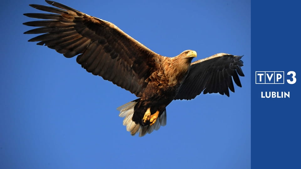 Przyrodnik na tropie E44 - Gatunki synantropijne