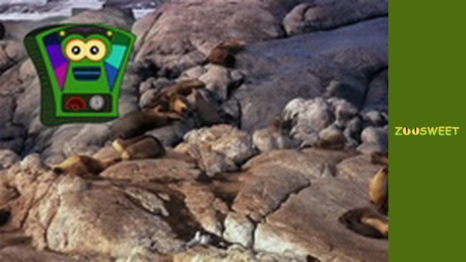 My friends are animals. Underwater mission - episode 22