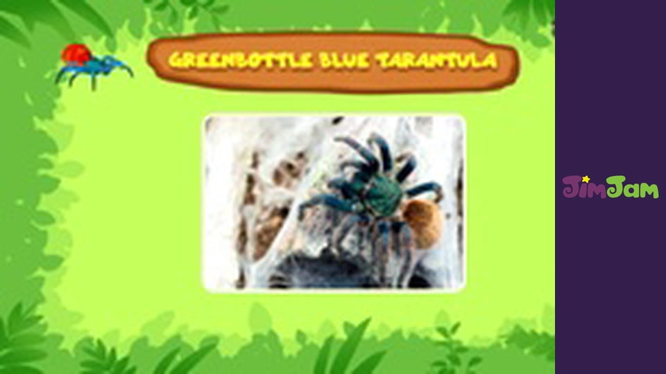 Leo the Wildlife Ranger S3E40 - Whale You Move