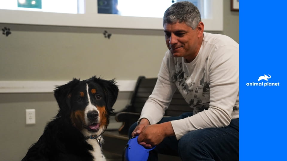 Доктор Джефф. Ветеринар Рокки Маунтин S6E8 - Ранчо обморочных коз