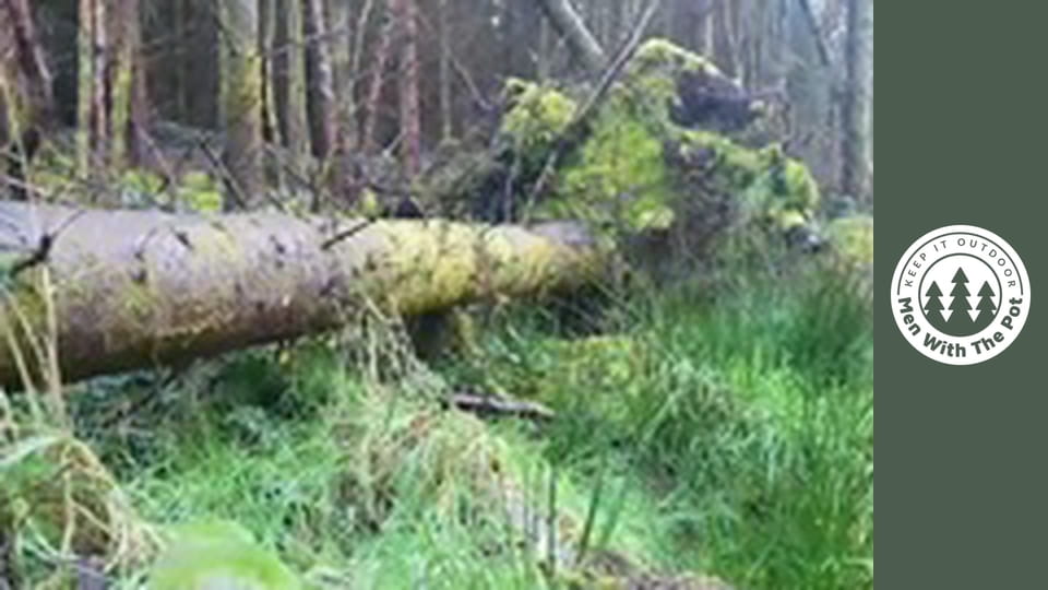 Cartofi Pregătiți în Pădure