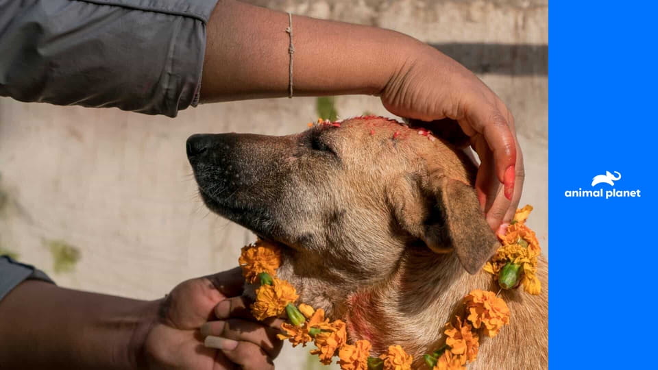 Psi: jejich neznámé dějiny S1E5 - Tuláci