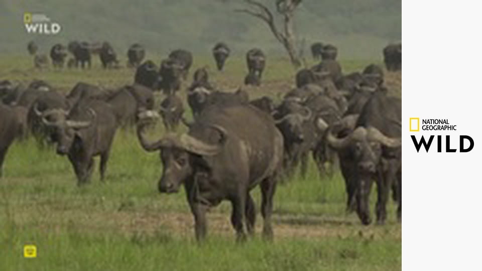 Linie predátorů S1E2 - Lví odkaz