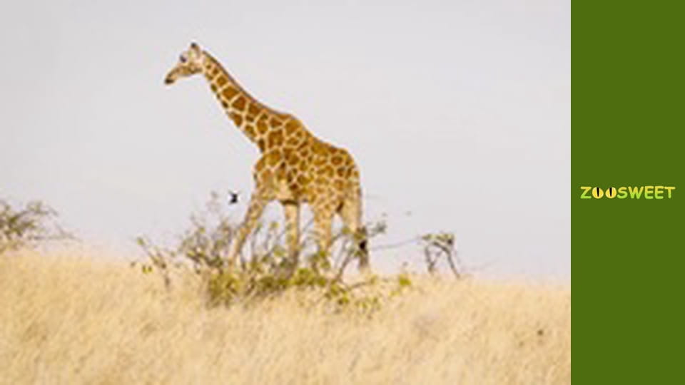 Walking Wild at the San Diego - episode 16