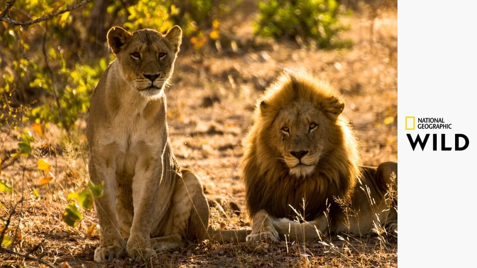 Linie predátorů S1E3 - Sesterstvo