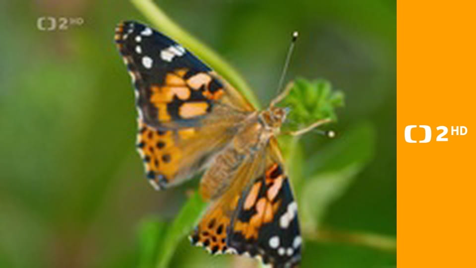 Kouzelné momenty přírody