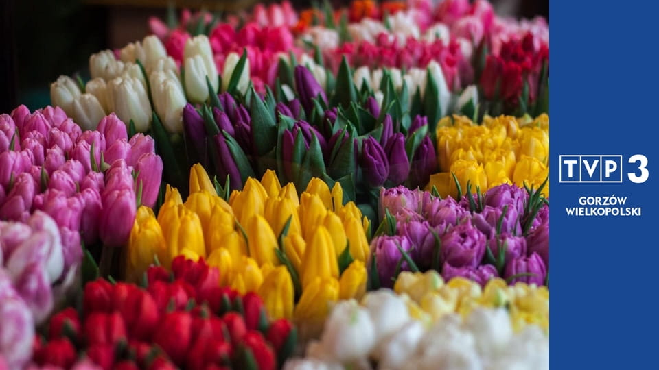 Kwiaty na warsztat S4E1 - Dekoracja na stół z domowych roślin doniczkowych w modnym stylu urban jungle