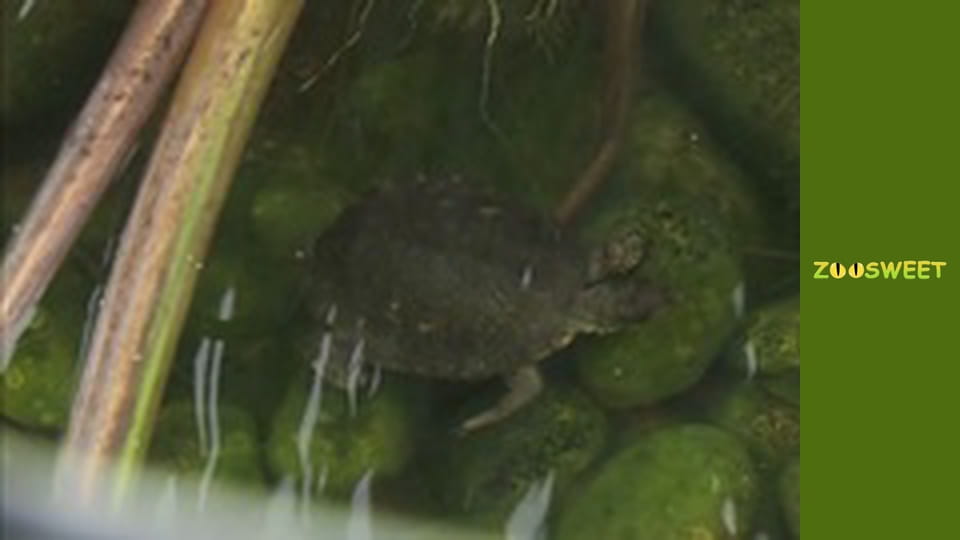 Wild Wonders at the San Diego - episode 15