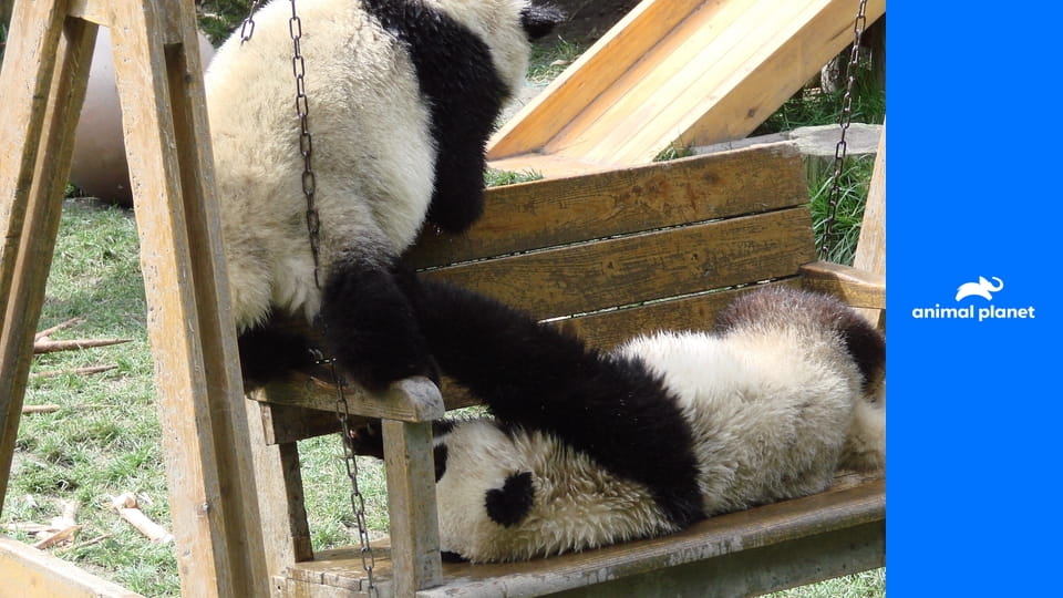 Pandí čtvrť S1E5 - Konec příběhu