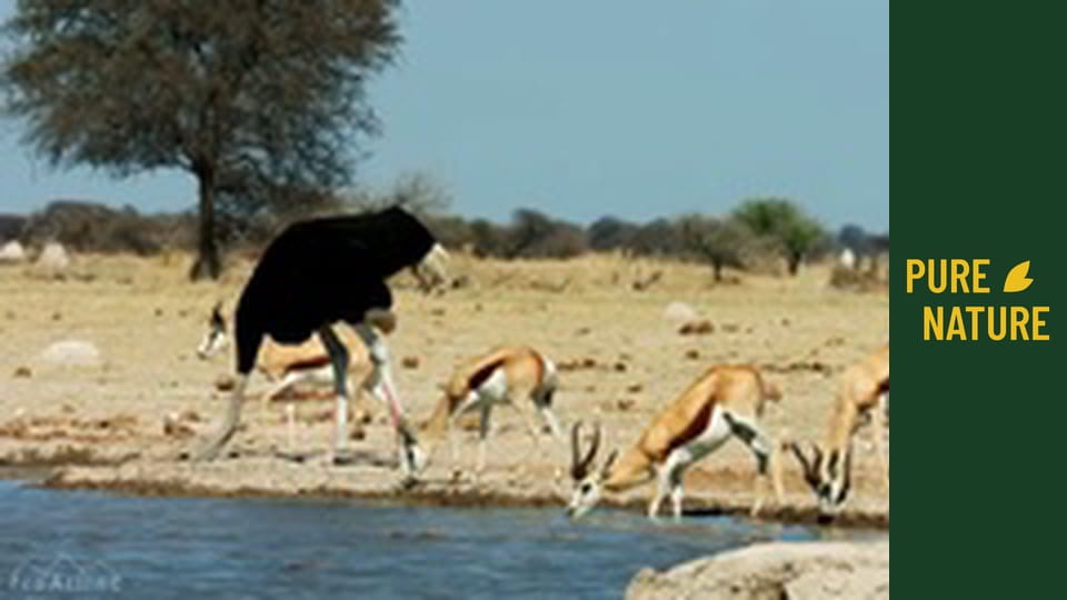 Africká divočina: Pštros, nelétavý pták