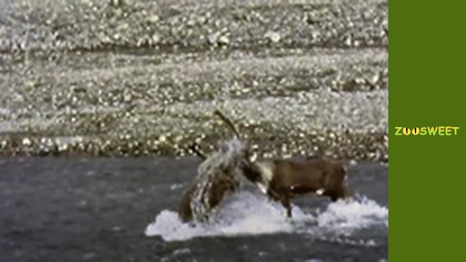 Wild Animals - episode 1